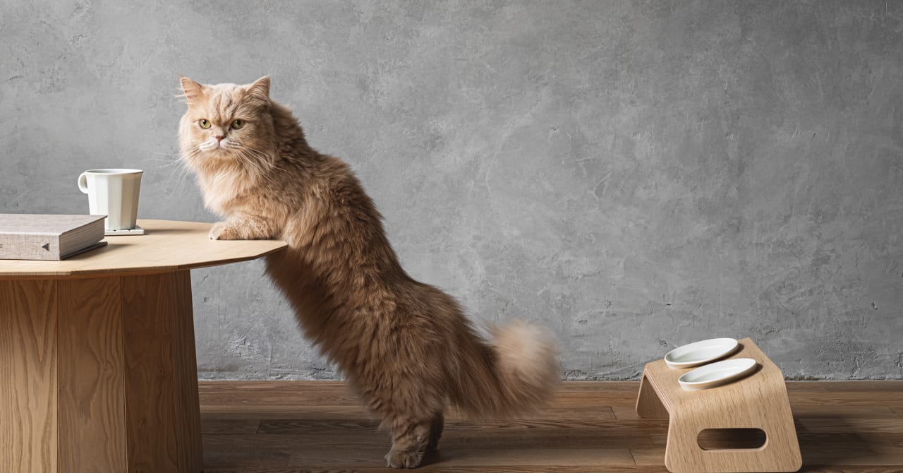 カリモク家具の猫用ブランド「KARIMOKU CAT」からキャットテーブル登場、食事中の負担を軽減
