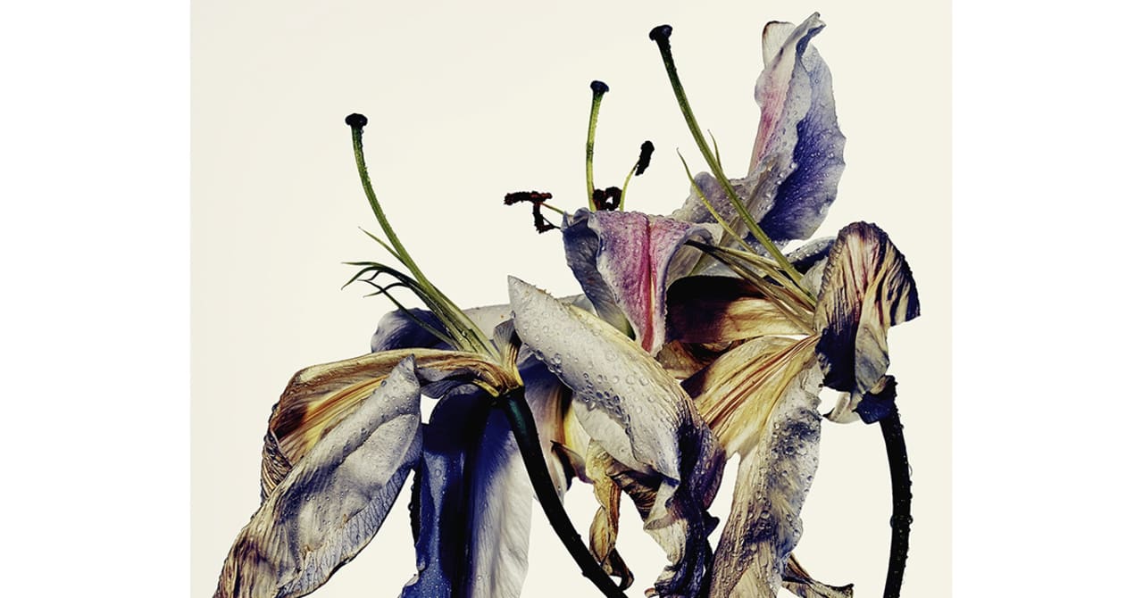 写真家の田島一成が個展「WITHERED FLOWERS」を開催　未発表の作品を展示