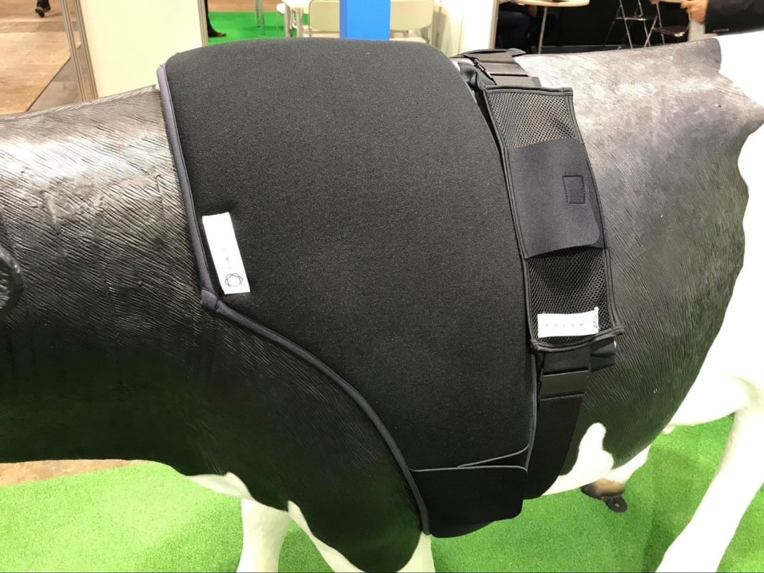 牛用ベルト型スマートテキスタイル装着の様子