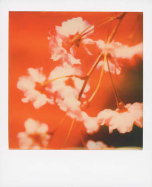 ストリートスナップをポラロイドフィルムで復元、蜷川実花の写真展が京都で開催