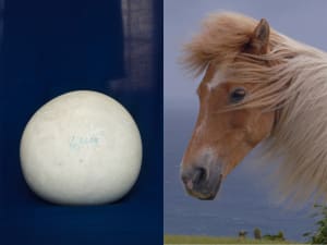 馬と人の関係性を撮影するシャルロット・デュマの展覧会、銀座エルメスで開催