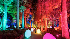梅林や大杉森が光り輝く「チームラボ 偕楽園 光の祭」が開催