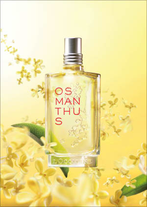 「ロクシタン」が金木犀の香りの香水発売、希少な香料で花本来の香りを再現