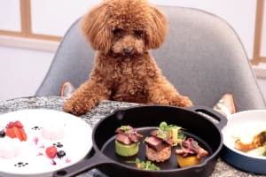 名古屋ヒルトンで犬用のコース料理を提供、価格は税込8000円