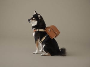 土屋鞄製造所から犬用ランドセルが登場　初のペットアイテムを発売