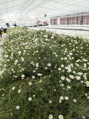 花王が回収したCO2を活用した植物工場「スマートガーデン」を構築　栽培した植物からエキス抽出まで